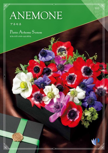 アネモネ